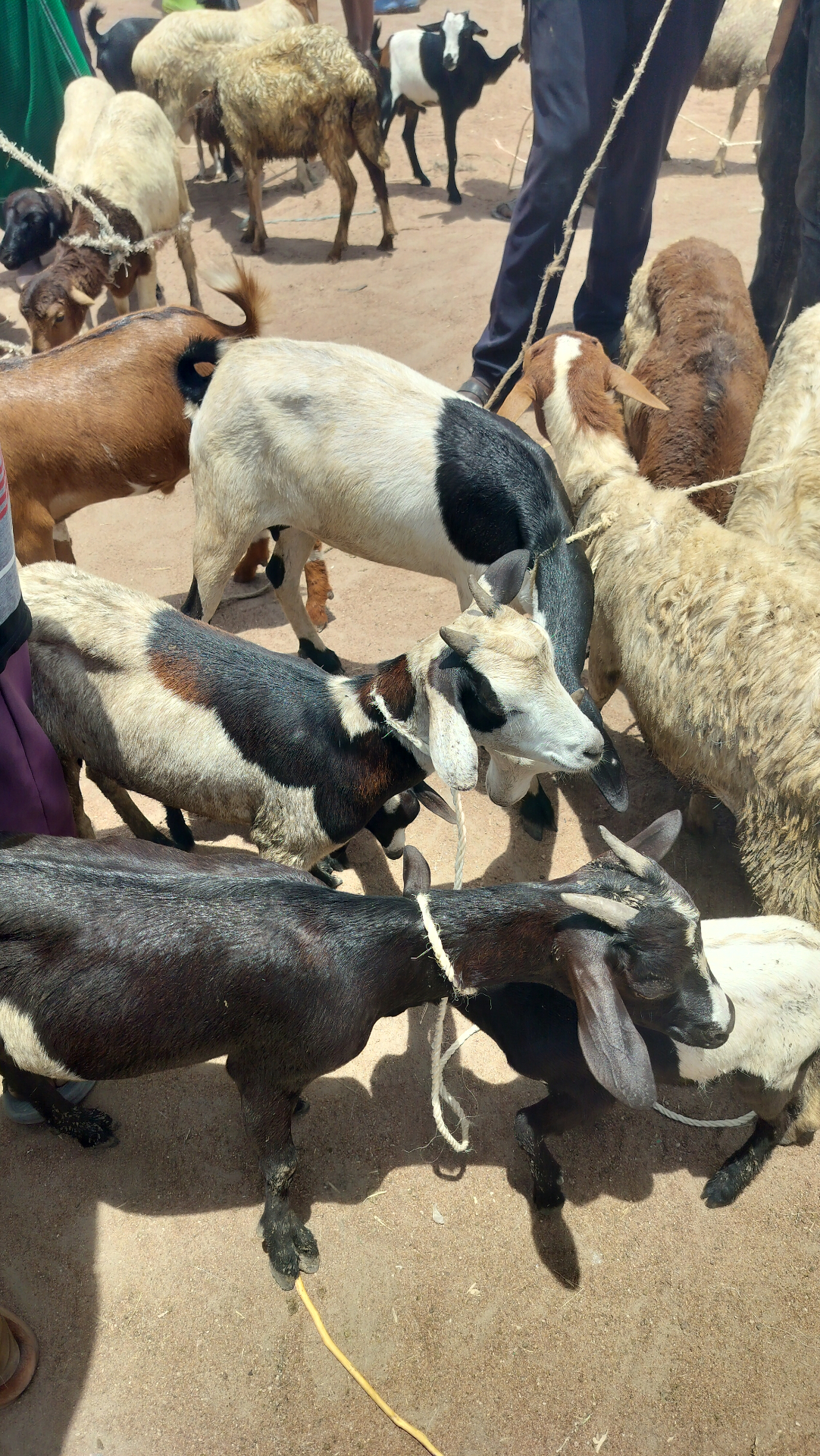 Cattle feedlot operations